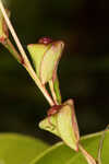 Narrowleaf primrose-willow